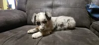 Benny , a male Australian Shepherd for sale in New Plymouth, ID – 4 of 4