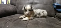 Benny , a male Australian Shepherd for sale in New Plymouth, ID – 2 of 4