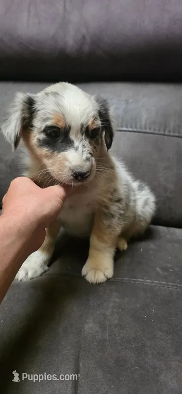 Benny  – Australian Shepherd puppy for sale in New Plymouth, ID