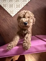 Copper, a male Goldendoodle for sale in Florence, AL – 4 of 4