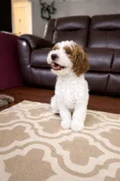 Flash, a male Goldendoodle for sale in Florence, AL – 3 of 3