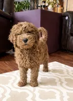 Copper, a male Goldendoodle for sale in Florence, AL – 3 of 4