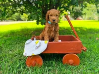 Copper, a male Goldendoodle for sale in Florence, AL – 1 of 2