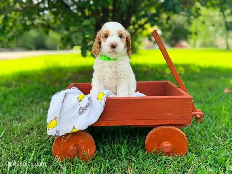 Flash – Goldendoodle puppy for sale in Florence, AL