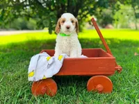 Flash, a male Goldendoodle for sale in Florence, AL – 1 of 2
