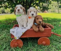 Flash, a male Goldendoodle for sale in Florence, AL – 2 of 2
