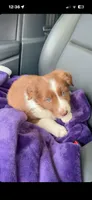 Mavis , a female Border Collie for sale in Denver, CO – 2 of 3