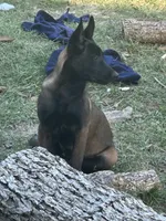 Chopper, a male Belgian Malinois for sale in Blackshear, GA – 1 of 1