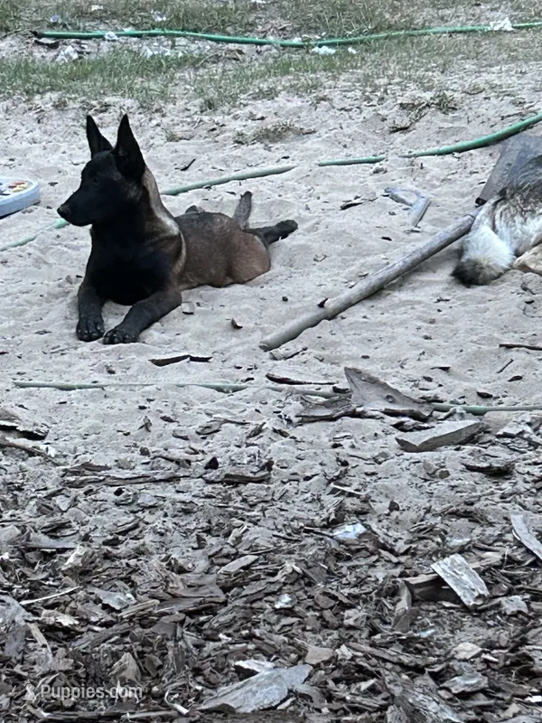 Renegade – Belgian Malinois puppy for sale in Blackshear, GA