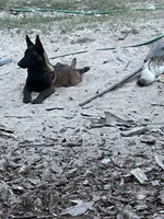 Renegade, a male Belgian Malinois for sale in Blackshear, GA – 1 of 1