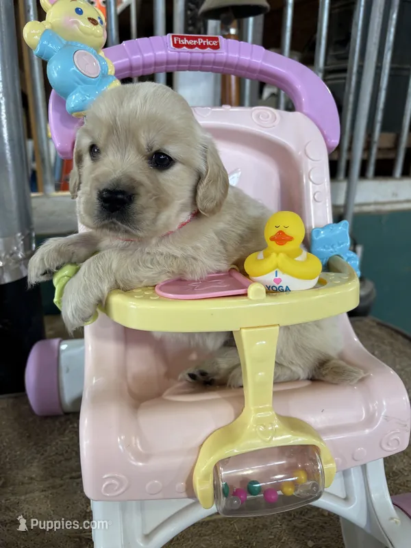 Red Female  – Miniature Golden Retriever puppy for sale in Coos Bay, OR
