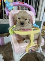 Baby Blue Female , a female Miniature Golden Retriever for sale in Coos Bay, OR – 1 of 7