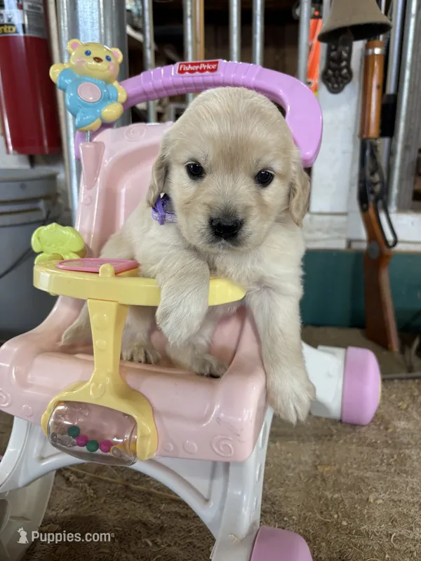 Light Purple Female  – Miniature Golden Retriever puppy for sale in Coos Bay, OR