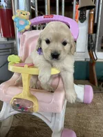 Light Purple Female , a female Miniature Golden Retriever for sale in Coos Bay, OR – 1 of 6