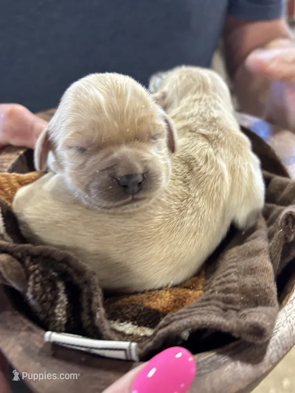 R Female 1 – Miniature Golden Retriever puppy for sale in Coos Bay, OR