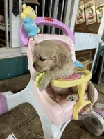 Baby Blue Female , a female Miniature Golden Retriever for sale in Coos Bay, OR – 3 of 7