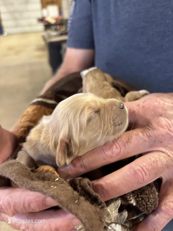 M Female 1 – Miniature Golden Retriever puppy for sale in Coos Bay, OR