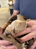 M Female 1, a male Miniature Golden Retriever for sale in Coos Bay, OR – 1 of 2
