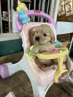 Baby Blue Female , a female Miniature Golden Retriever for sale in Coos Bay, OR – 5 of 7