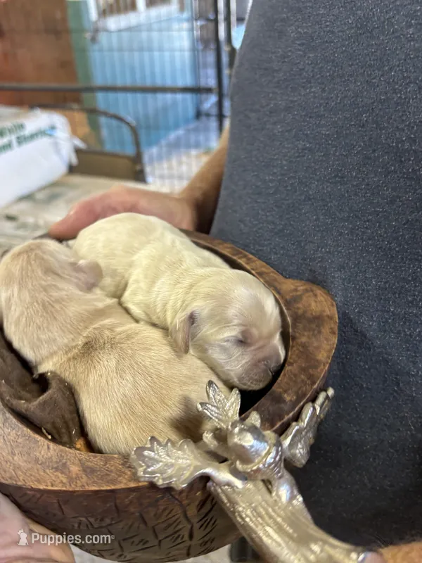 R Female 3 – Miniature Golden Retriever puppy for sale in Coos Bay, OR