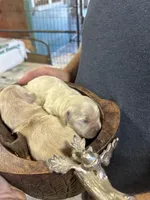 R Female 3, a female Miniature Golden Retriever for sale in Coos Bay, OR – 1 of 2