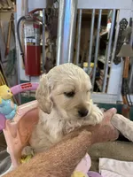 Red Male , a male Miniature Golden Retriever for sale in Coos Bay, OR – 10 of 10