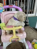 Yellow Collar Female , a female Miniature Golden Retriever for sale in Coos Bay, OR – 5 of 7