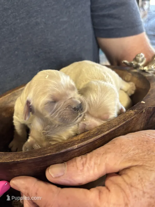 R Female 4 – Miniature Golden Retriever puppy for sale in Coos Bay, OR