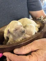 R Female 4, a female Miniature Golden Retriever for sale in Coos Bay, OR – 1 of 2