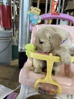 Yellow Collar Female , a female Miniature Golden Retriever for sale in Coos Bay, OR – 4 of 7