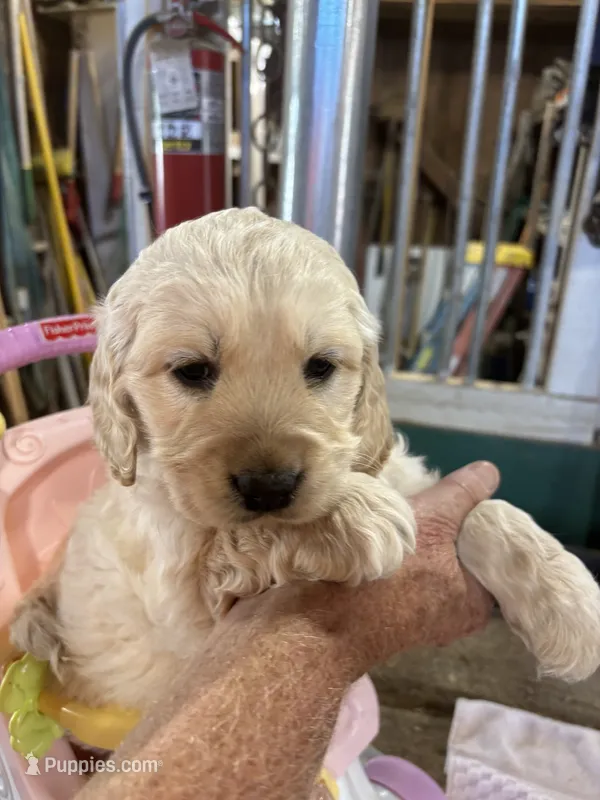 Red Male  – Miniature Golden Retriever puppy for sale in Coos Bay, OR