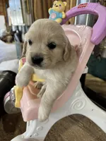 Light Purple Female , a female Miniature Golden Retriever for sale in Coos Bay, OR – 4 of 6