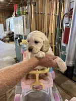 Red Male , a male Miniature Golden Retriever for sale in Coos Bay, OR – 6 of 10