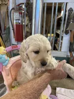 Red Male , a male Miniature Golden Retriever for sale in Coos Bay, OR – 3 of 10