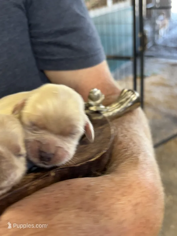 R Female 5 – Miniature Golden Retriever puppy for sale in Coos Bay, OR