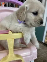 Light Purple Female , a female Miniature Golden Retriever for sale in Coos Bay, OR – 3 of 6