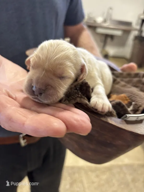 R Male 1 – Miniature Golden Retriever puppy for sale in Coos Bay, OR