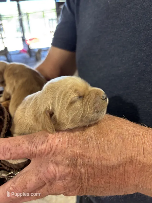 M Male 2 – Miniature Golden Retriever puppy for sale in Coos Bay, OR