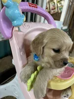 Baby Blue Female , a female Miniature Golden Retriever for sale in Coos Bay, OR – 2 of 7
