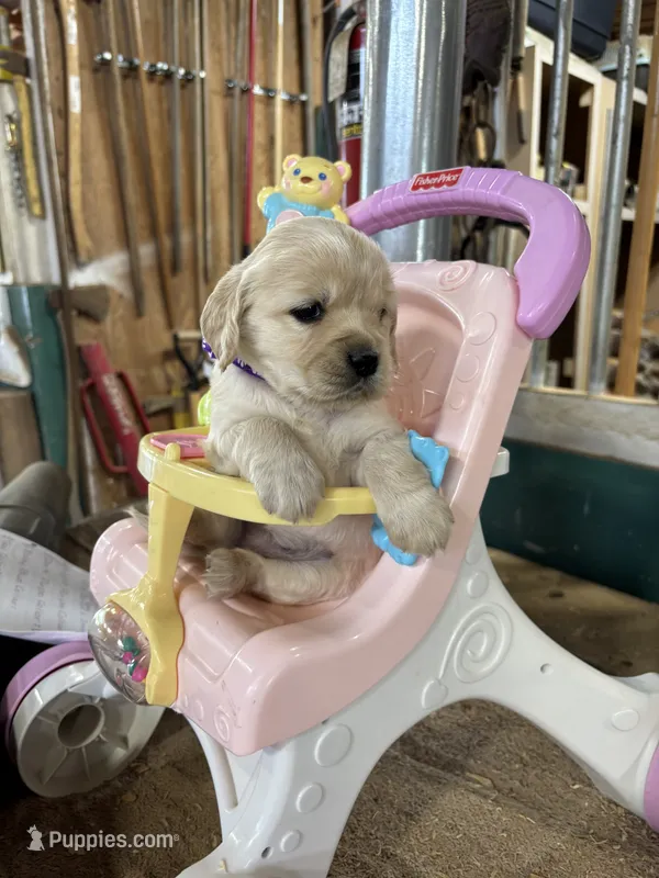 Yellow Collar Female  – Miniature Golden Retriever puppy for sale in Coos Bay, OR