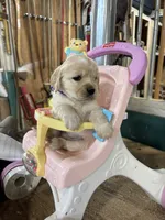 Yellow Collar Female , a female Miniature Golden Retriever for sale in Coos Bay, OR – 1 of 7