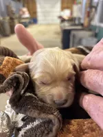 M Female 1, a male Miniature Golden Retriever for sale in Coos Bay, OR – 2 of 2