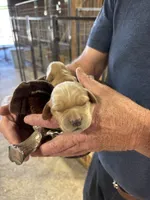 M Male 1, a male Miniature Golden Retriever for sale in Coos Bay, OR – 2 of 2