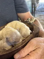 R Female 4, a female Miniature Golden Retriever for sale in Coos Bay, OR – 2 of 2