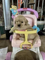 Baby Blue Female , a female Miniature Golden Retriever for sale in Coos Bay, OR – 4 of 7