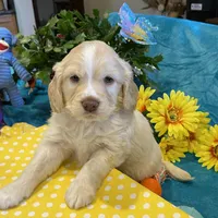 Lasso, a  Miniature Golden Retriever for sale in Coos Bay, OR – Photo 1 of 6