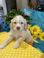 Lasso, a  Miniature Golden Retriever for sale in Coos Bay, OR – Photo 1 of 6