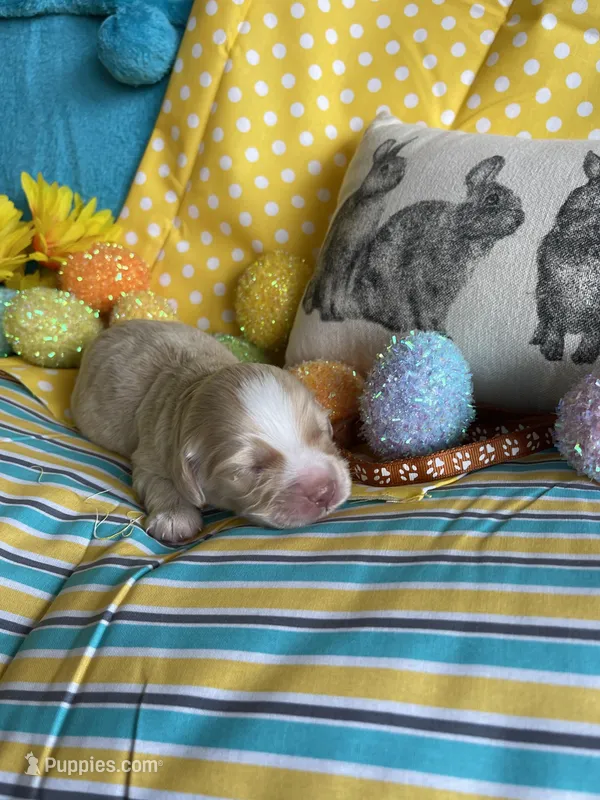 Lasso – Miniature Golden Retriever puppy for sale in Coos Bay, OR