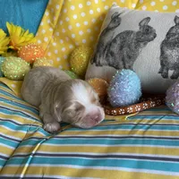 Lasso, a  Miniature Golden Retriever for sale in Coos Bay, OR – Photo 5 of 6