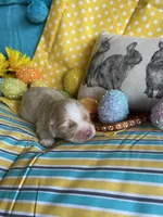 Lasso, a  Miniature Golden Retriever for sale in Coos Bay, OR – Photo 5 of 6